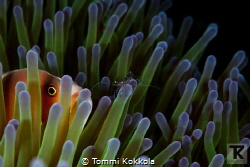 Skunk anemone fish and Sarasvati Anemone Shrimp on Anemon... by Tommi Kokkola 